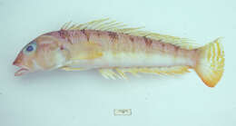 Image of Allport&#39;s grubfish