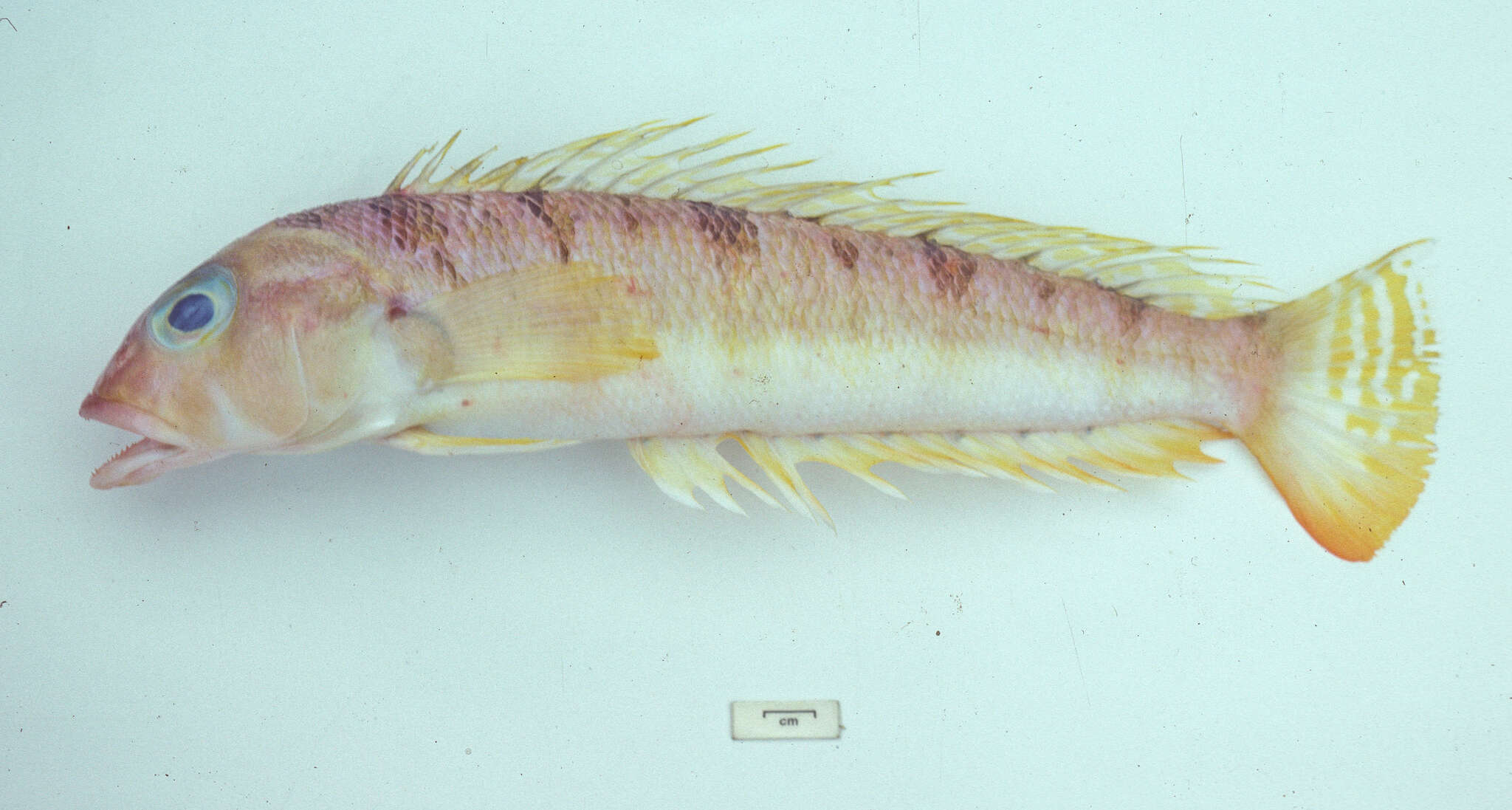 Image of Allport&#39;s grubfish