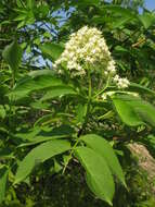 Imagem de Sambucus racemosa subsp. sieboldiana (Bl. ex Miq.) Hara