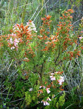 Image of Erica glandulosa subsp. bondiae (Compton) E. G. H. Oliv. & I. M. Oliv.