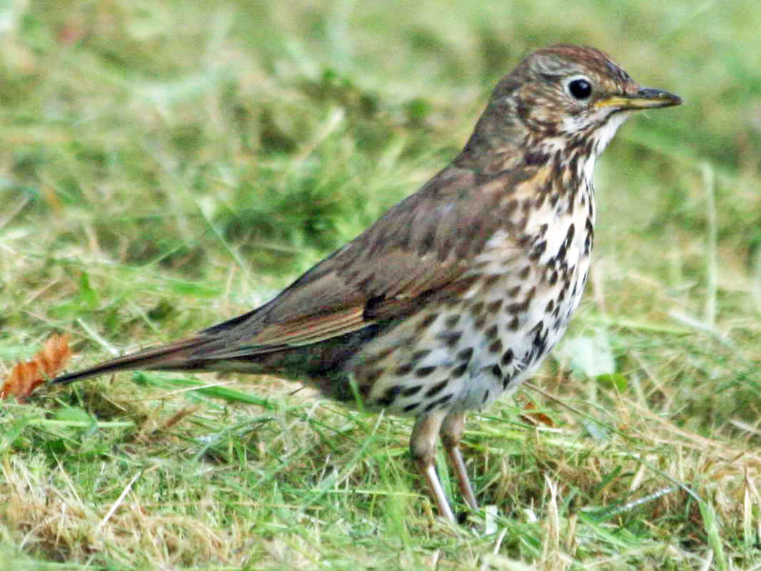 Image of Song Thrush