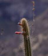 Image of Cleistocactus pungens F. Ritter