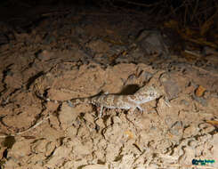 Image of Thick-tailed Tuberculated Gecko