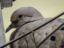 Image of Eared Dove