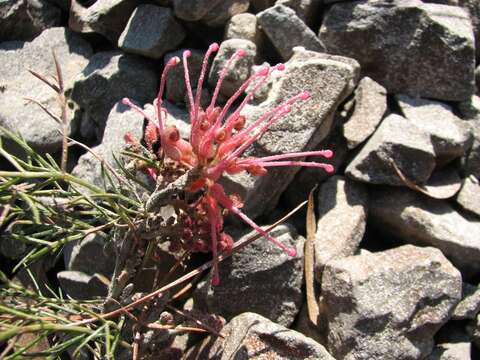 Image of Maxwell's grevillea