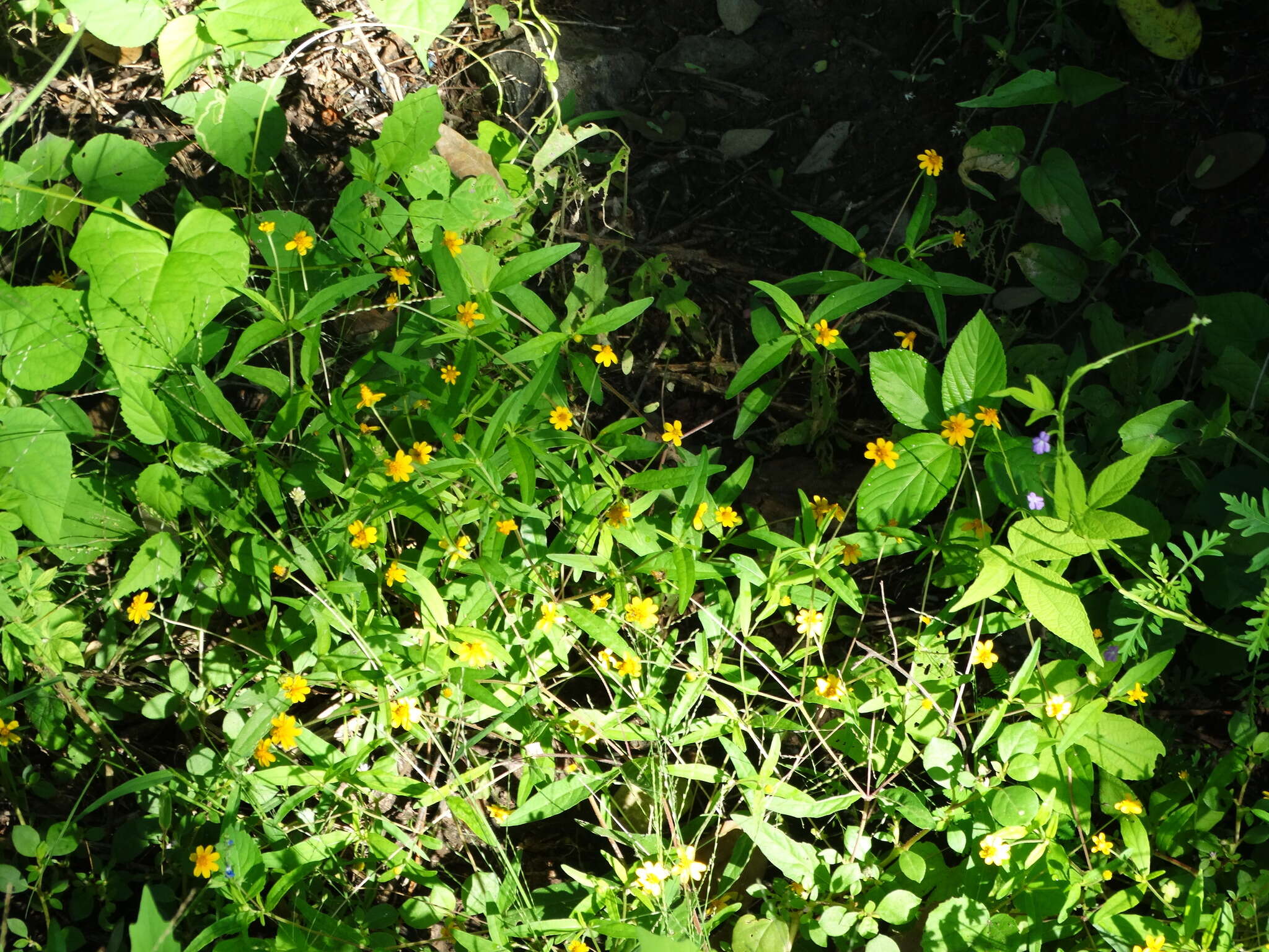 Image of Melampodium rosei Robinson