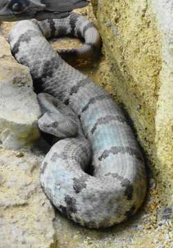 Crotalus lepidus (Kennicott 1861) resmi