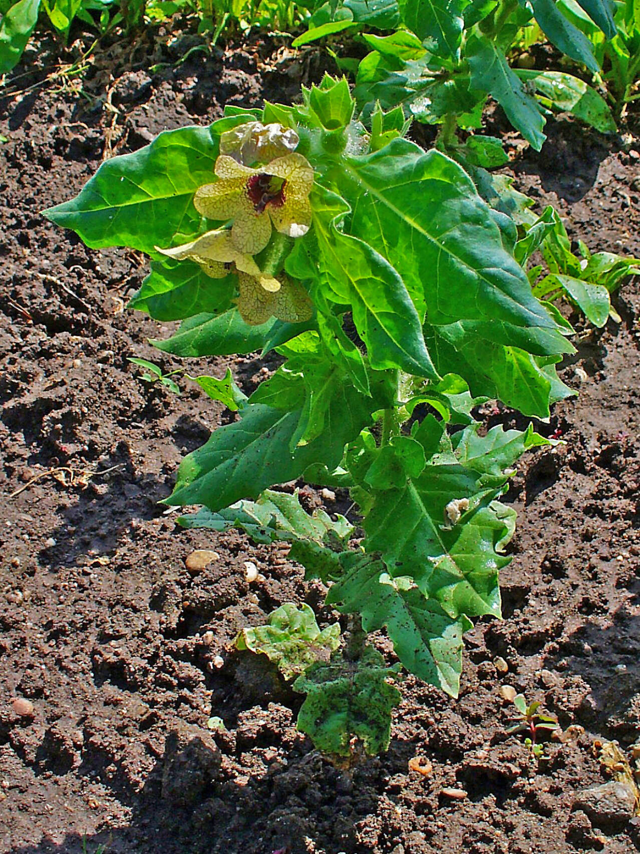 Image of black henbane