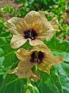 Image of black henbane