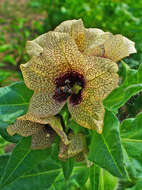 Image of black henbane