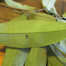 Sivun Diospyros pentamera (Woolls & F. Muell.) F. Muell. kuva