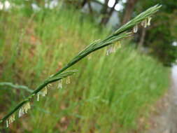 Image of Italian Rye Grass