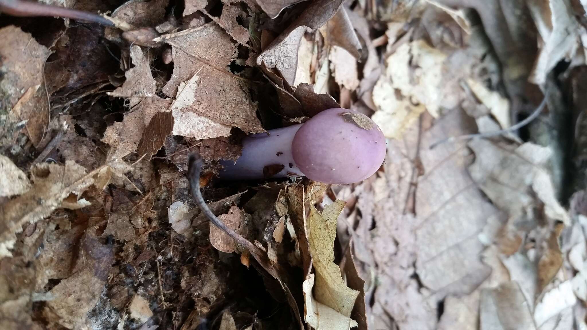 Image of Cortinarius cylindripes Kauffman 1905