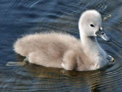 Image of Mute Swan