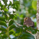 Plancia ëd Glaucidium minutissimum (Wied-Neuwied 1830)