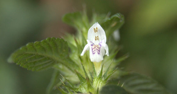 Image of brittlestem hempnettle