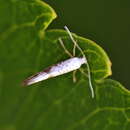 Imagem de Argyresthia retinella Zeller 1839