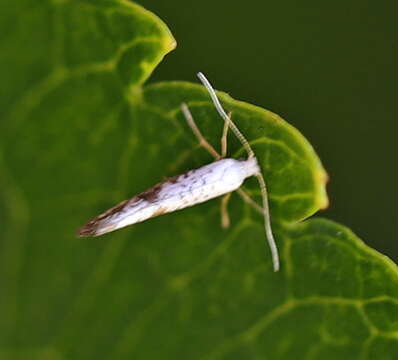 Imagem de Argyresthia retinella Zeller 1839