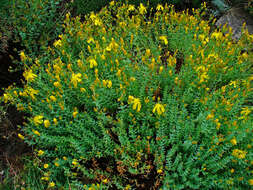 Image of Hypericum olympicum L.