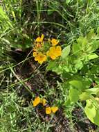 Image of Yellow Meadow-Beauty