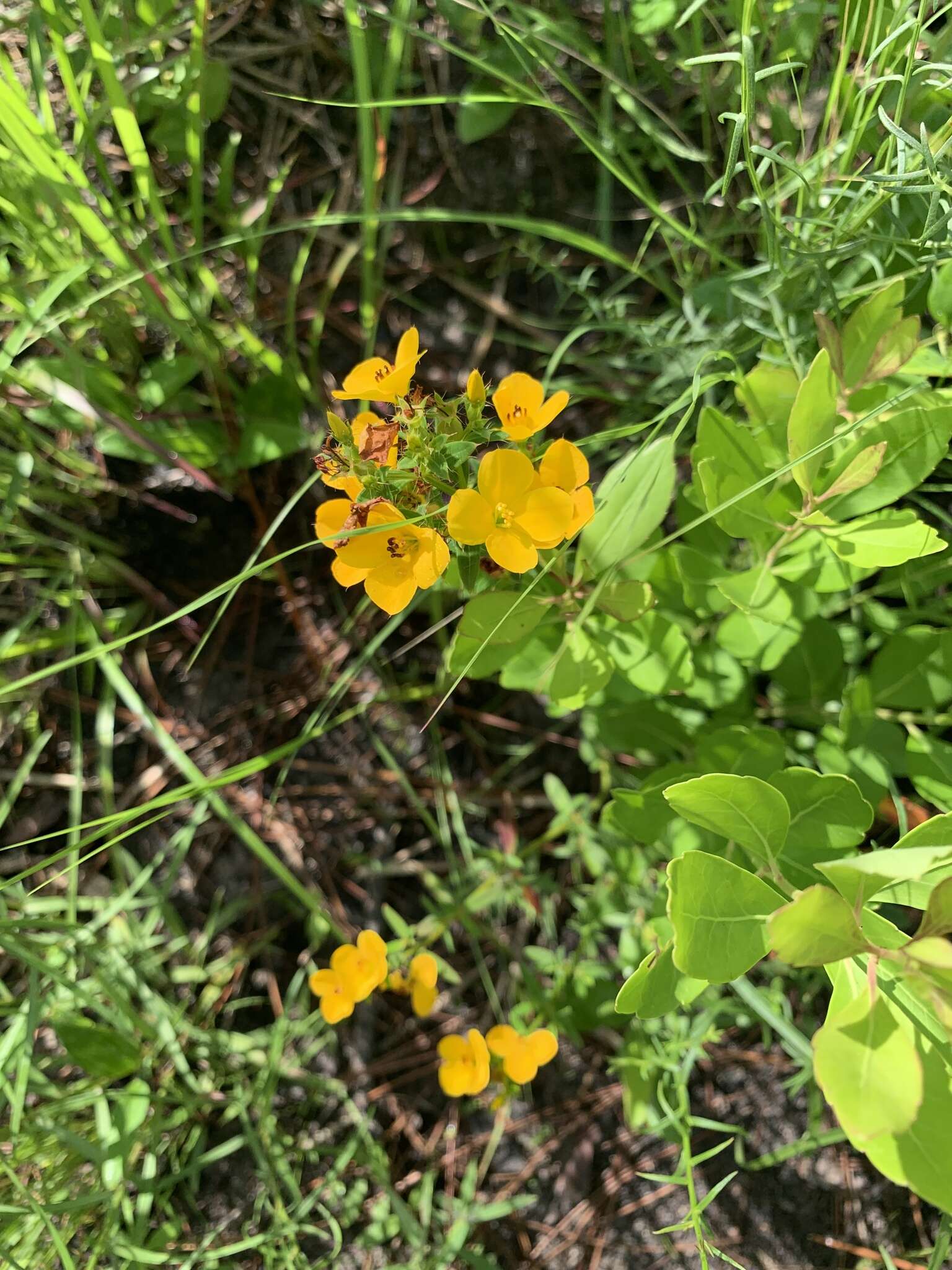 Image of Yellow Meadow-Beauty