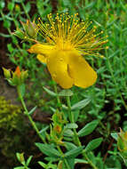 Image of Hypericum olympicum L.