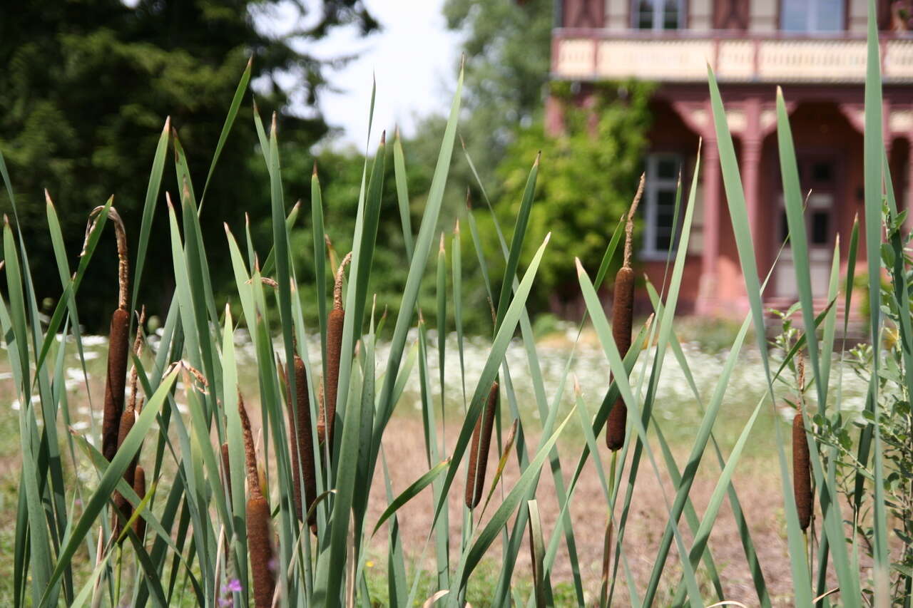 Image of broadleaf cattail