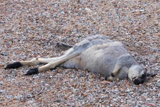 Image of western brush wallaby