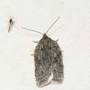 Acleris maximana Barnes & Busck 1920的圖片