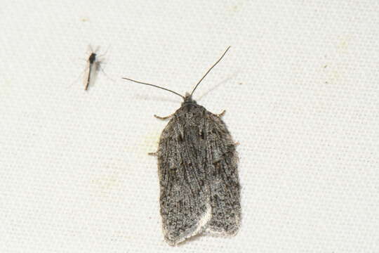 Image of Acleris maximana Barnes & Busck 1920