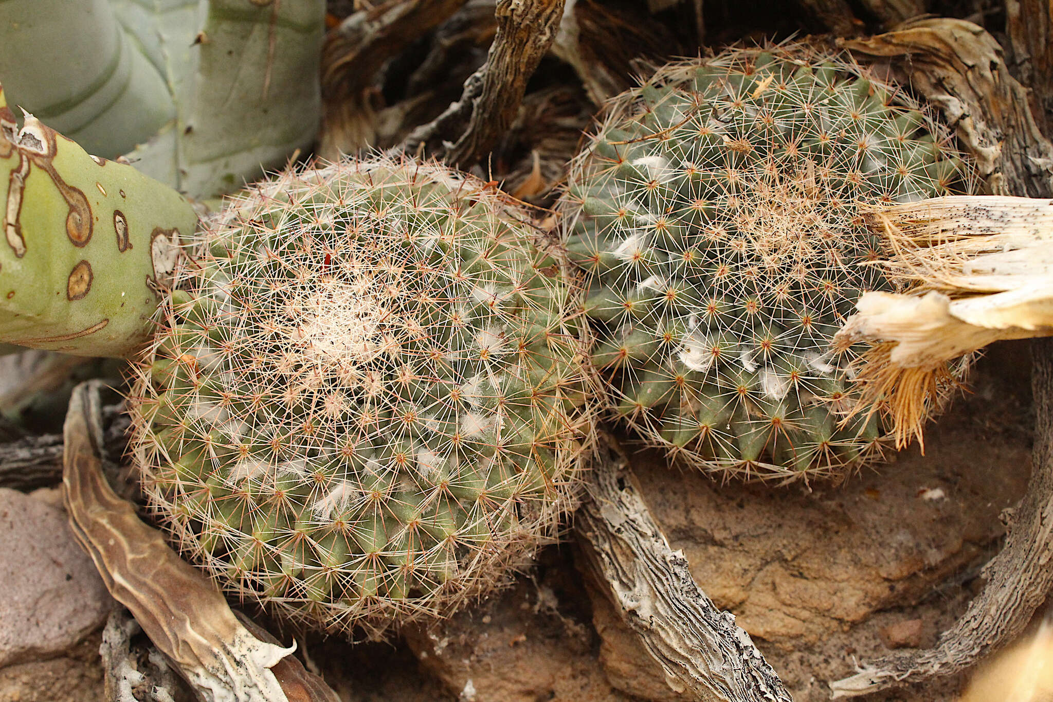 Image de Mammillaria brandegeei (J. M. Coult.) Engelm. ex K. Brandegee