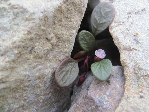 Claytonia umbellata S. Wats. resmi