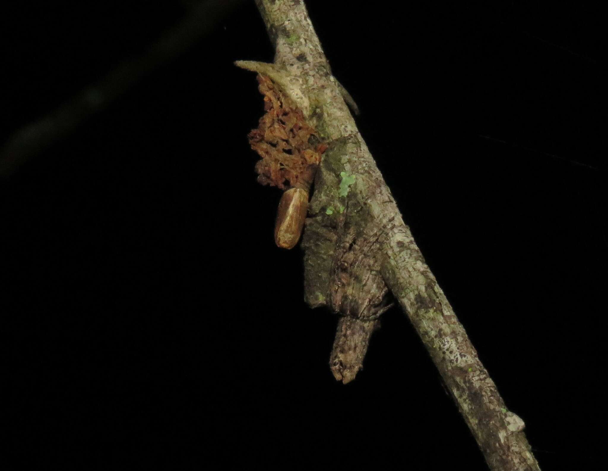 Image of Pozonia nigroventris (Bryant 1936)