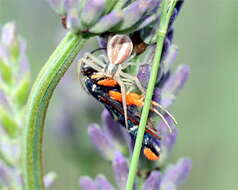 Image of Pyropteron chrysidiformis Esper 1779