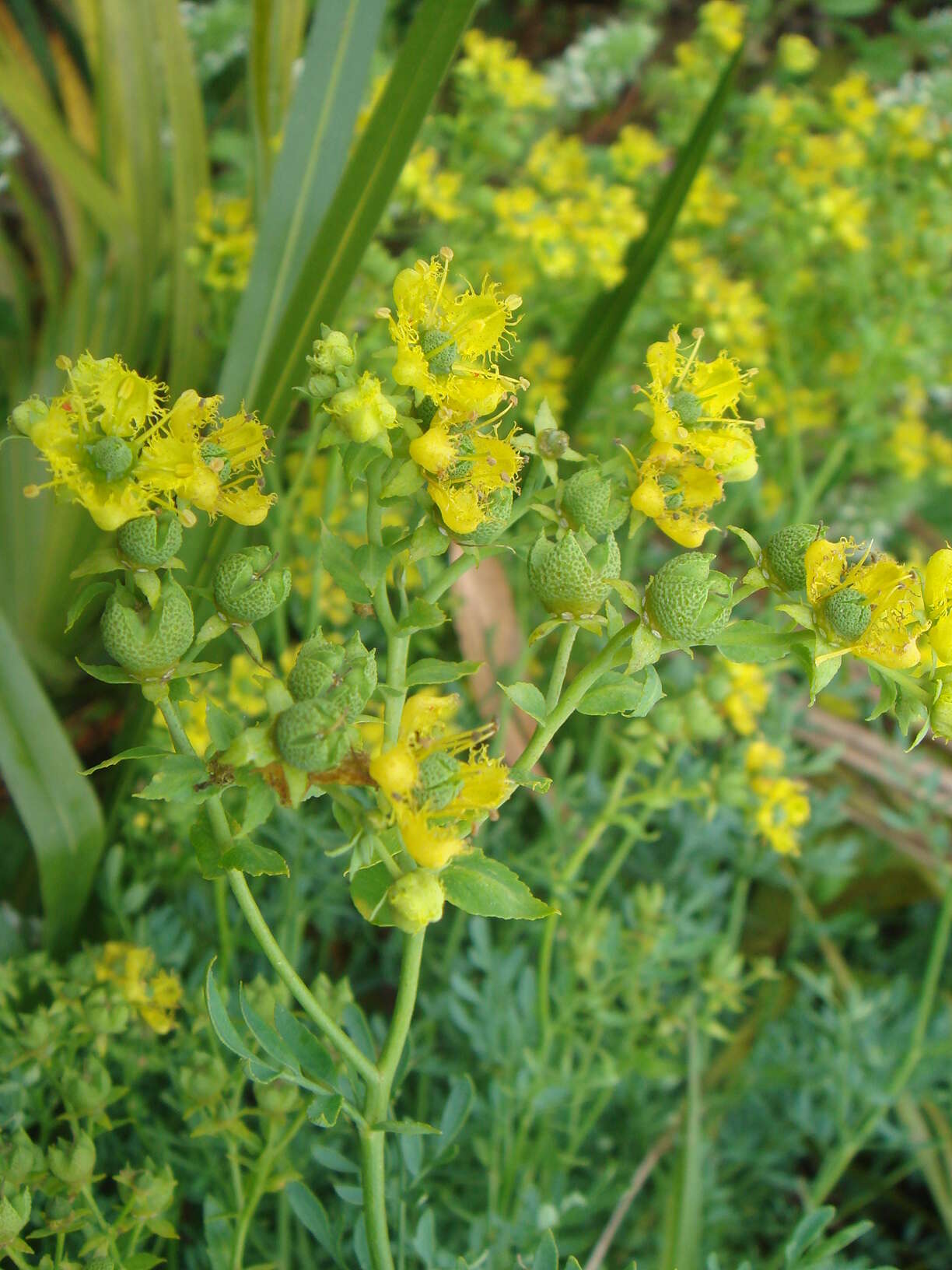 Image of fringed rue