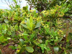 Image of Stenocarpus umbelliferus (J. R. & G. Forst.) Druce