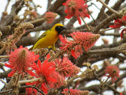 Image of Speke's Weaver