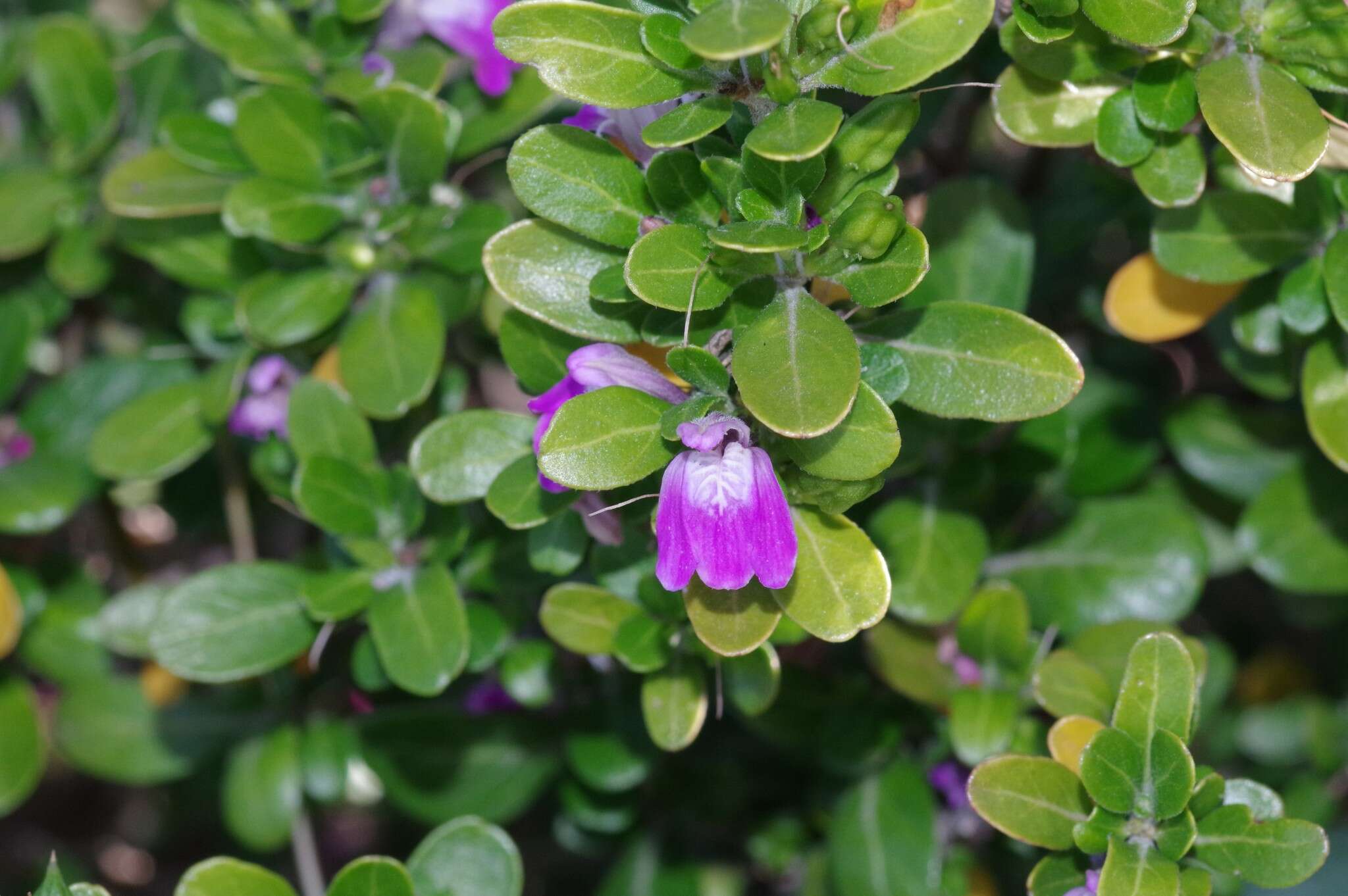 Image of Justicia petiolaris (Nees) T. Anders.