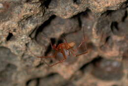 Image of cave cobweb spiders