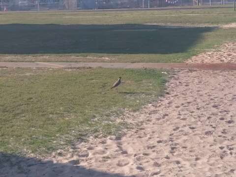 Image of Banded Lapwing