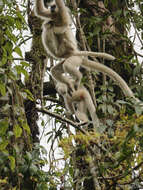 Image of Gee's Golden Langur