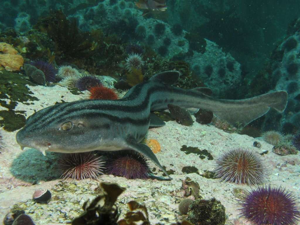 Image of Pyjama Shark