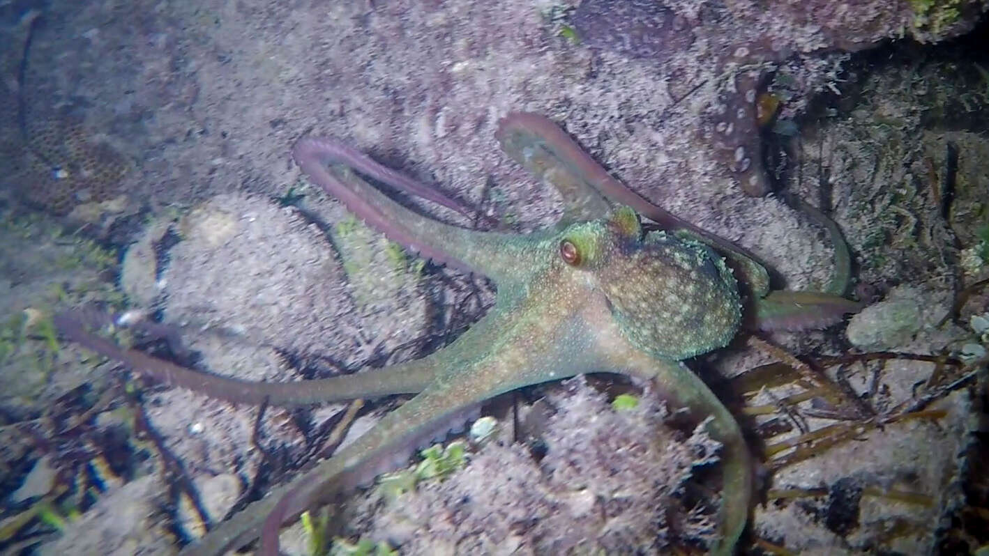 Image of Caribbean reef octopus