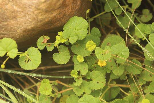 Image of Hermannia malvifolia N. E. Br.