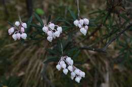 Image of bog rosemary