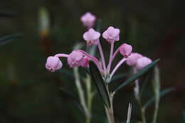 Image of bog rosemary