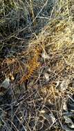 Image of Mediterranean banded centipede