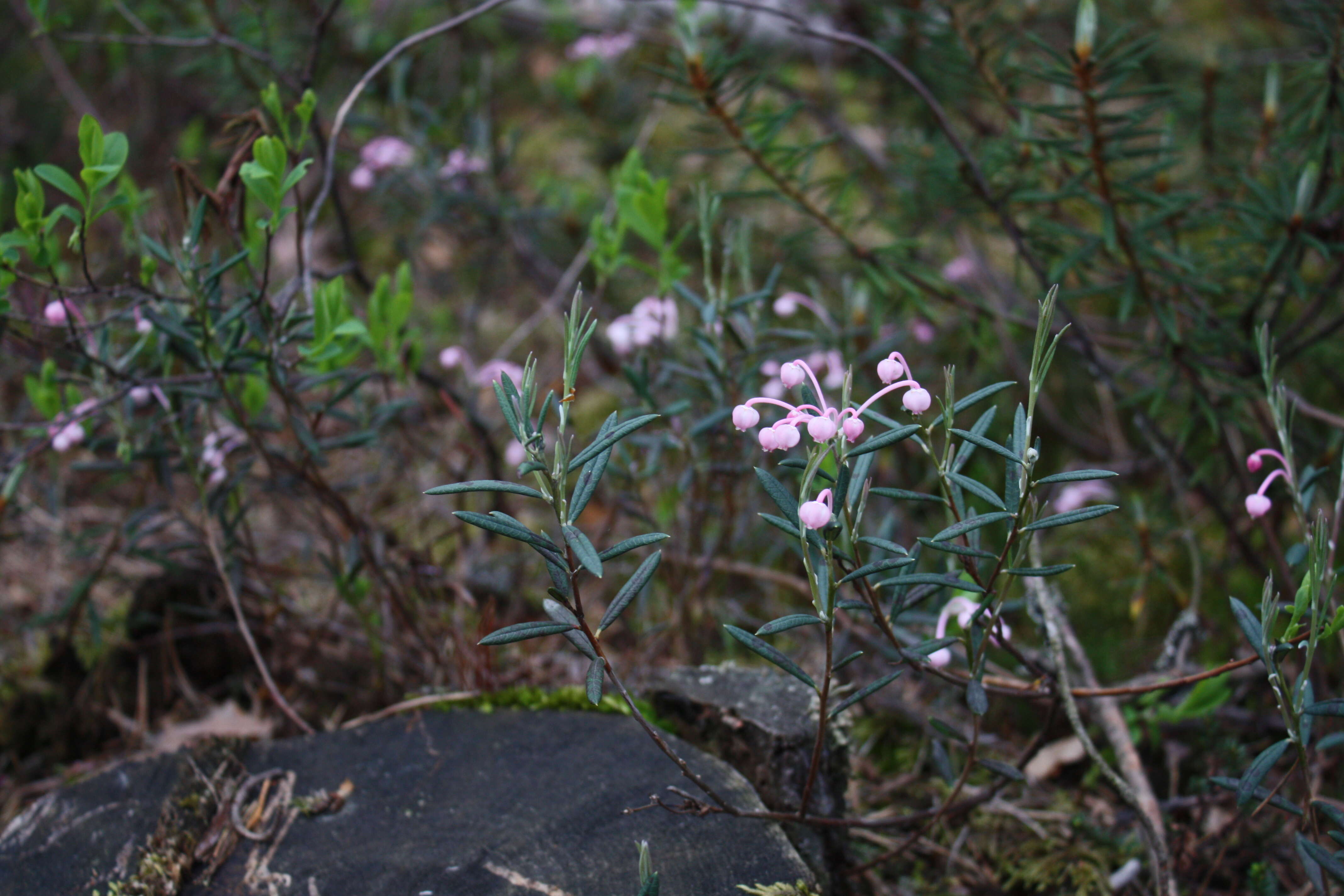 Image of bog rosemary