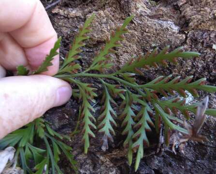 Image of Asplenium haurakiense (Brownsey) Ogle