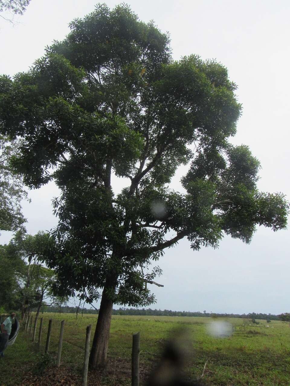 Image de Vochysia angelica M. C. Vianna & Fontella